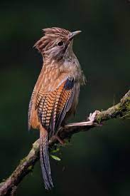 bhutan birds